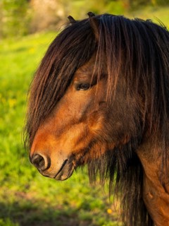 Pony stallion with flowing mane, portrait, black-brown. Evening, golden hour. Germany