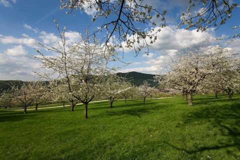 Dettinger Kirschenweg and Kirschenheimat, tradition of growing cherries in the Erms Valley, cherry