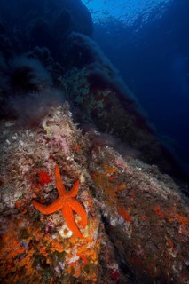 An orange-coloured starfish (Hacelia attenuata) resting on a rock in the deep blue ocean, dive site