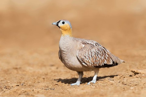 Crowned Sandgrouse (Pterocles coronatus) male, Negev, Israel