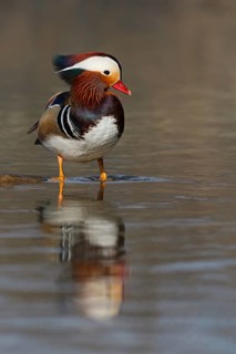 Mandarin Duck (Aix galericulata) male, Baden-Wuerttemberg, Germany
