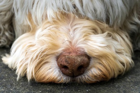 Snout, nose, Lagotto Romagnolo, water dog, dog, hair, sleep, rest, animal, pet
