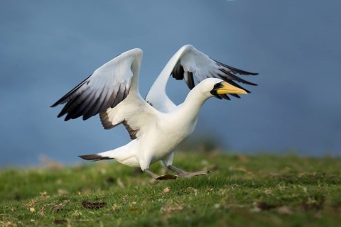 Masked Booby (Sula dactylatra tasmani) approaching, Norfolk Island