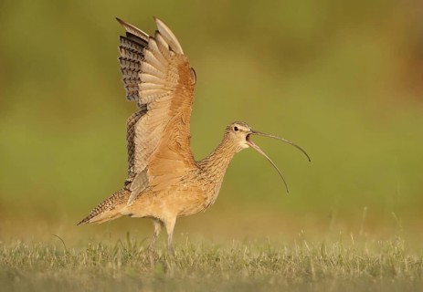 Long-billed Curlew (Numenius americanus), Texas, USA