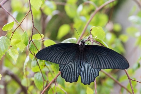 Black butterfly on a green plant