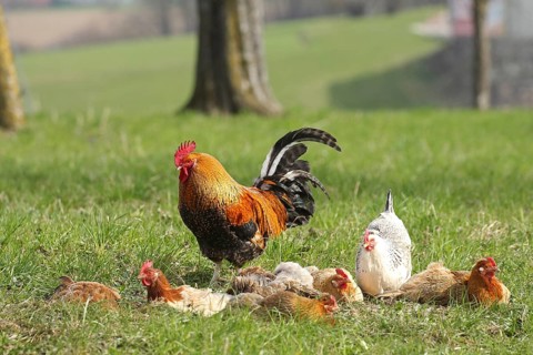 Domestic chicken (Gallus gallus domesticus) organic farming, free-range chickens and rooster