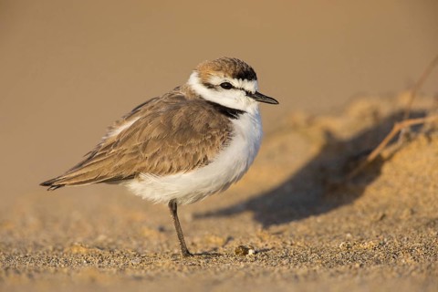Kentish Plover (Charadrius alexandrinus) on beach, Fuerteventura, Spain