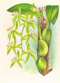 Orchid, Coelogyne peltastes, authentic reproduction of an illustration by Jean Jules Linden (1817 -