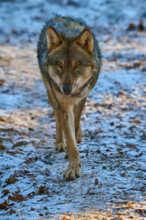A wolf approaches directly on a snow-covered forest path with focussed view, winter, wolf (Canis