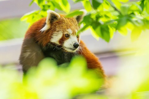 Red panda (Ailurus fulgens) on a branch in a tree, captive, Germany