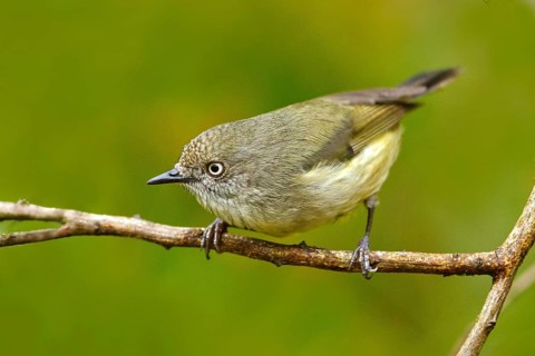 Mountain Thornbill (Acanthiza katherina), Queensland, Australia