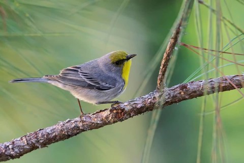 Olive-capped Warbler (Dendroica pityophila) perched on a branch in Cuba