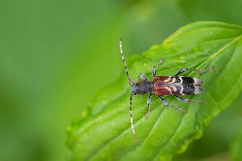 Rufous-shouldered longhorn beetle, Anaglyptus mysticus, rufous-shouldered longhorn beetle,