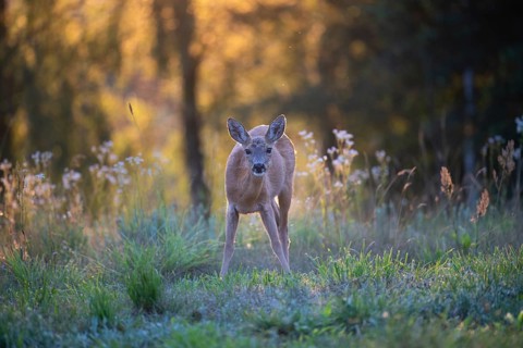 Roe deer, roe goat (Capreolus capreolus) standing attentively in a forest clearing in the evening,