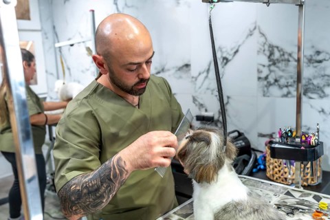 Male pet groomer attentively combing a small shih tzu dog's fur on a grooming table in a clean,