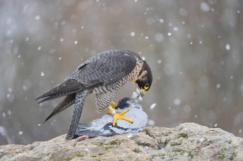 Peregrine Falcon (Falco peregrinus) female, Saxony, Germany