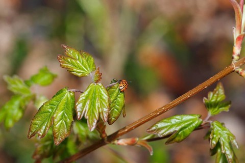 Chrysomela vigintipunctata (Chrysomela vigintipunctata) sitting on a leaf, North Rhine-Westphalia,