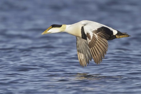 Common Eider (Somateria mollissima) male flying, Manitoba, Canada