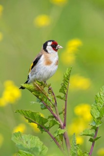 Goldfinch, goldfinch, (Carduelis carduelis), finch family, biotope, habitat, perch, Lesbos, Greece
