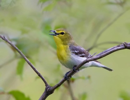 A Yellow-throated Vireo, Vireo flavifrons, sings from a perch at Ekapo Lake, Saskatchewan