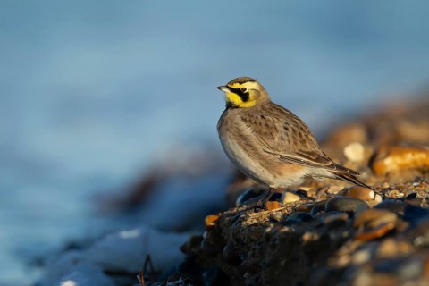 Shore lark or Horned lark (Eremophila alpestris) adult bird on a beach, Suffolk, England, United