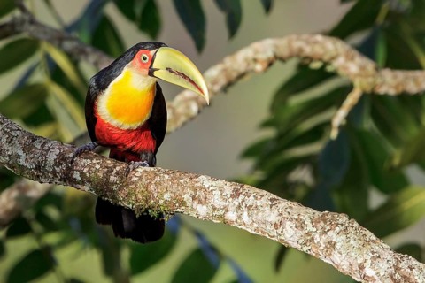 Red-breasted Toucan (Ramphastos dicolorus) perched on a branch in the Atlantic rainforest of