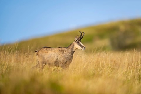 Chamois (Rupicapra rupicapra) on a meadow in the Vosges Mountains, wildlife, France