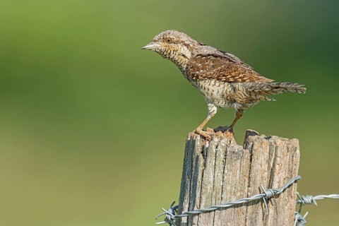 Eurasian Wryneck (Jynx torquilla) perched on a post, Aosta Valley, Italy