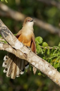 Great Lizard Cuckoo (Coccyzus merlini) perched on a branch in Cuba