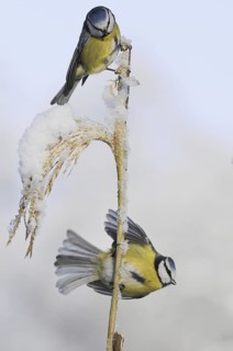 Eurasian Blue Tit (Cyanistes caeruleus), Lower Saxony, Germany