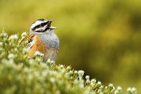 Rock Bunting (Emberiza cia) male, Avila, Spain