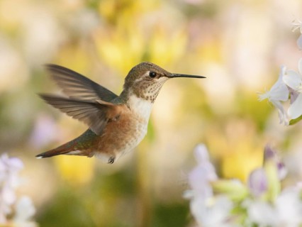 Rufous Hummingbird (Selasphorus rufus) male, California, USA