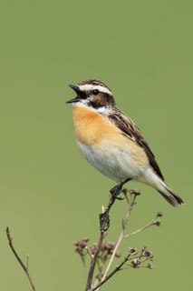Whinchat (Saxicola rubetra) male singing, Brandenburg, Germany
