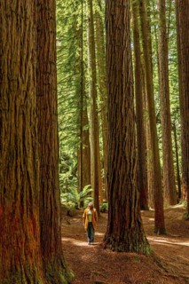 A woman stands on a forest trail, surrounded by towering trees that reach skyward in the Great