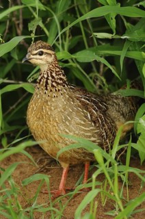Crested Francolin (Dendroperdix sephaena), Tsavo East National Park, Kenya