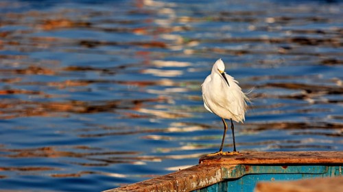 A white bird stands relaxed on a wooden boat, surrounded by blue water with colourful reflections,