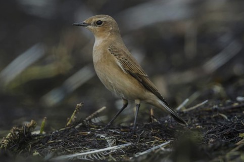 Northern Wheatear (Oenanthe oenanthe), Schleswig-Holstein, Germany
