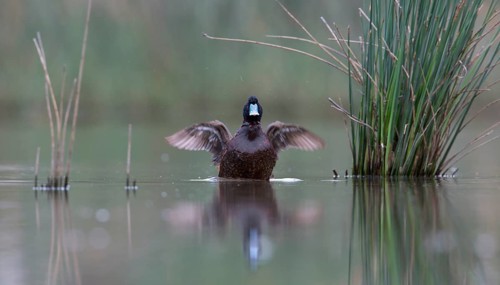 Blue-billed Duck (Oxyura australis) male, Victoria, Australia