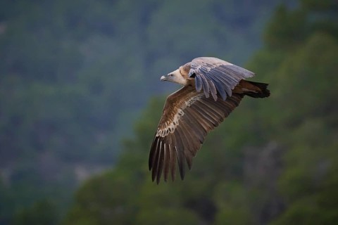A Griffon vulture, captured mid-flight, soar gracefully over the rugged landscapes of Alicante,