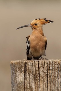 Eurasian Hoopoe (Upupa epops), perched, Castile-La Mancha, Spain