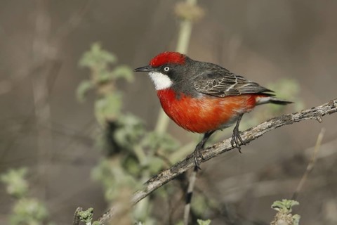 Crimson Chat (Epthianura tricolor) male, New South Wales, Australia