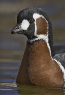 Red-breasted Goose (Branta ruficollis), New Mexico, USA