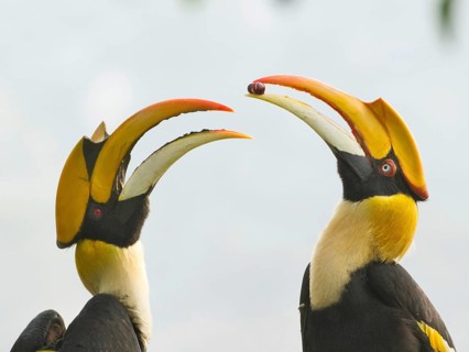 Great Hornbill (Buceros bicornis) pair, Darjeeling, India