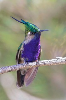 Plovercrest (Stephanoxis lalandi) perched on a branch in the Atlantic rainforest of southeast