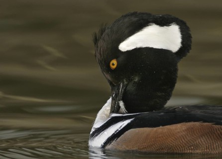 Hooded Merganser (Lophodytes cucullatus) male, Arizona, USA
