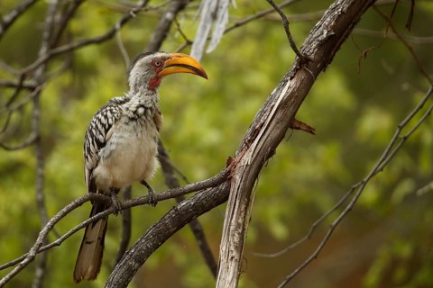 Southern Yellow-billed Hornbill (Tockus leucomelas), Kruger National Park, South Africa