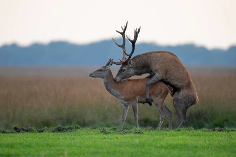 Red deer (Cervus elaphus) mating, Hoenderloo, Gelderland, Netherlands