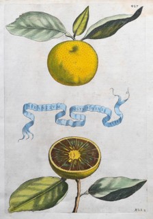 Aurantium Olysiponense, orange, citrus fruit, hand-coloured copperplate engraving from Giovanni