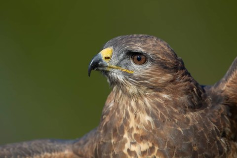 Common buzzard (Buteo buteo) adult raptor bird of prey head portrait, England, United Kingdom
