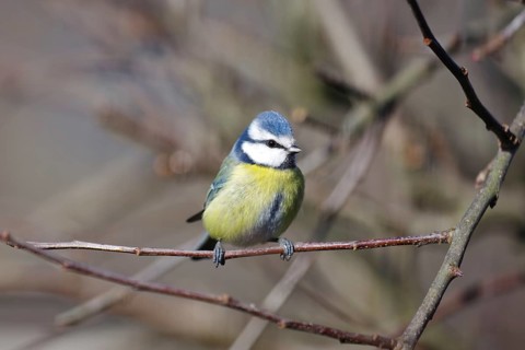 Blue tit (Cyanistes caeruleus), close-up, colourful plumage, branch, pretty, winter, A single tit
